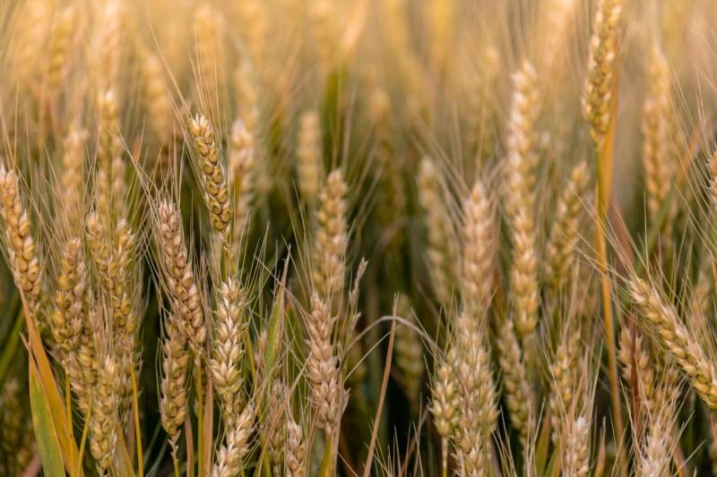 Чем полезны регуляторы роста для зерновых?